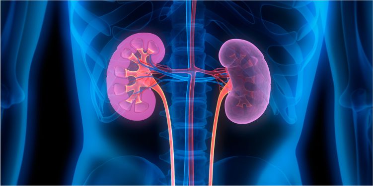 Nephrology - More Hospital
